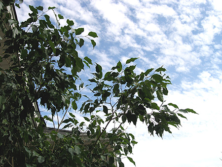 Ficus and blue sky'