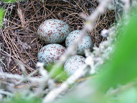 mockingbird nest eggs, southwest travis county