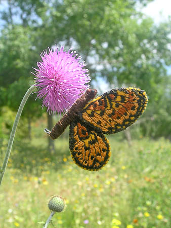 Fritillary Embroidery Butterfly Pin