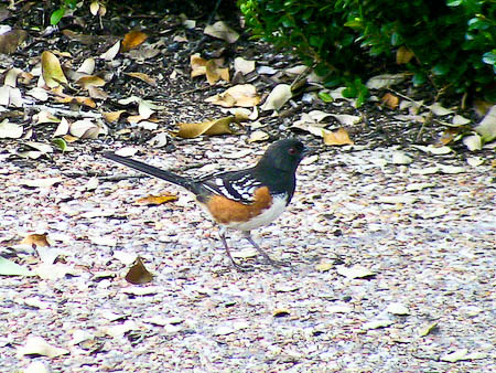 Spotted Towhee Spring 2011
