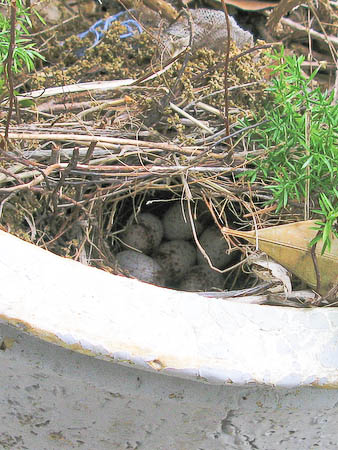 Carolina Wren nest Spring 2011